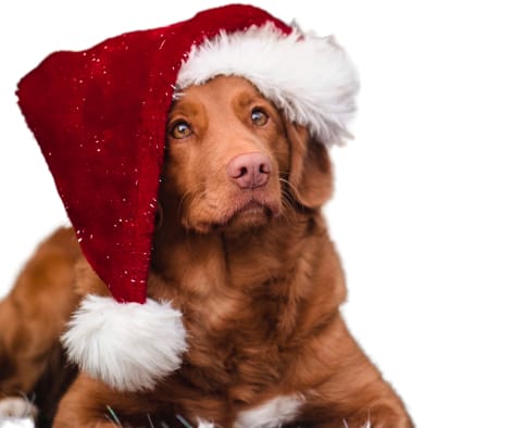 christmas foods your dog should avoid