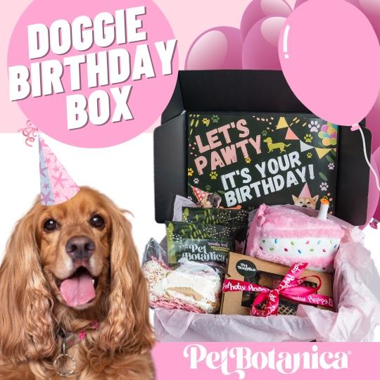 doggie birthday box dog gift