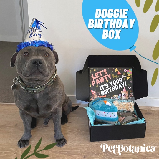 dog birthday box