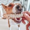 shrimp dog treats australian made