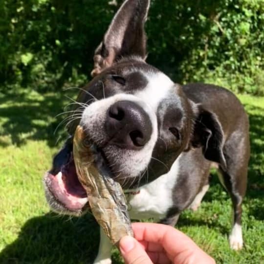sardines dog treats healthy