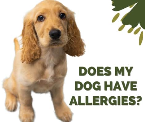 dog has allergies natural remedies