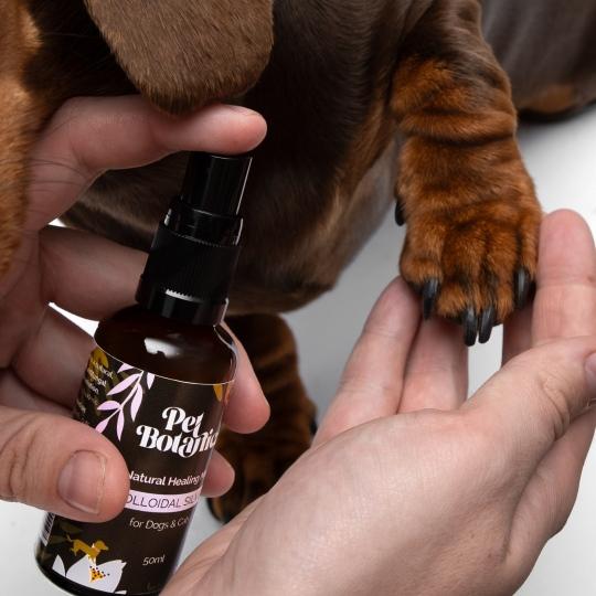 colloidal silver for pets dogs and cats