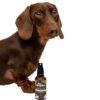 colloidal silver for pets dogs and cats