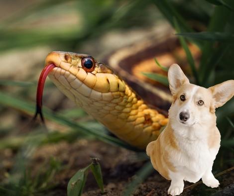 dog snake bites prevention
