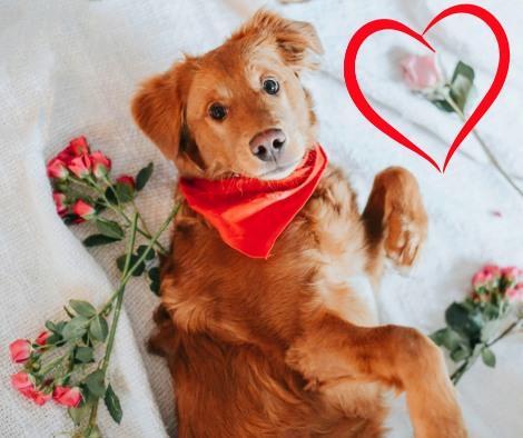 Easy Valentine's day themed recipes for dogs